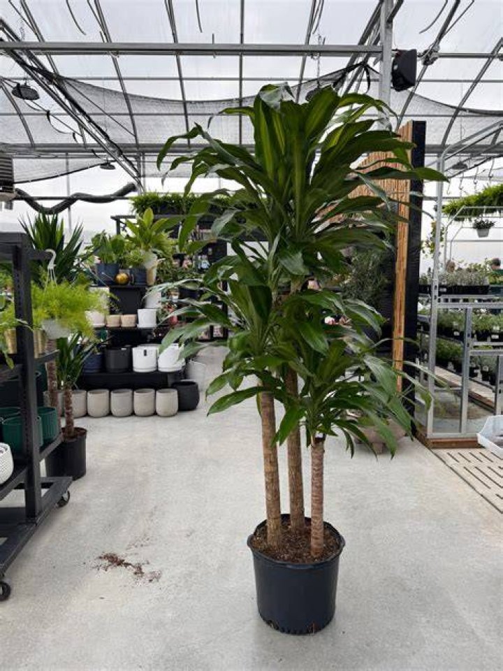 10&Prime; Drac Mass Cane 432 Tri State Foliage InHouse Availability