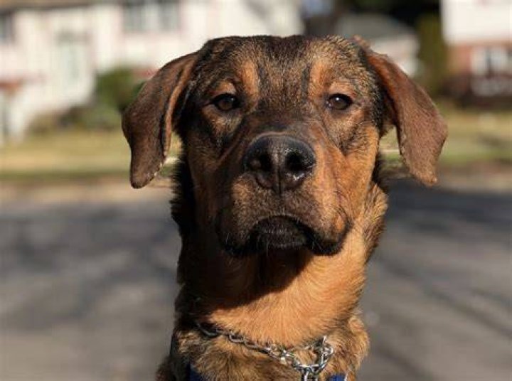 31 Radiant Rottweiler Mixes The Ultimate Rottie Mix Guide