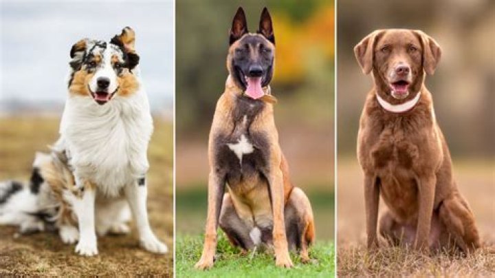 7 Best Dog Breeds for College Students P.L.A.Y.
