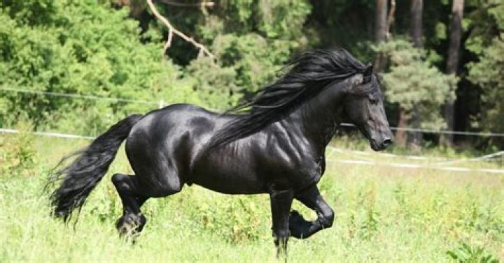 76 best images about Friesian Horse Crosses on Pinterest Baroque