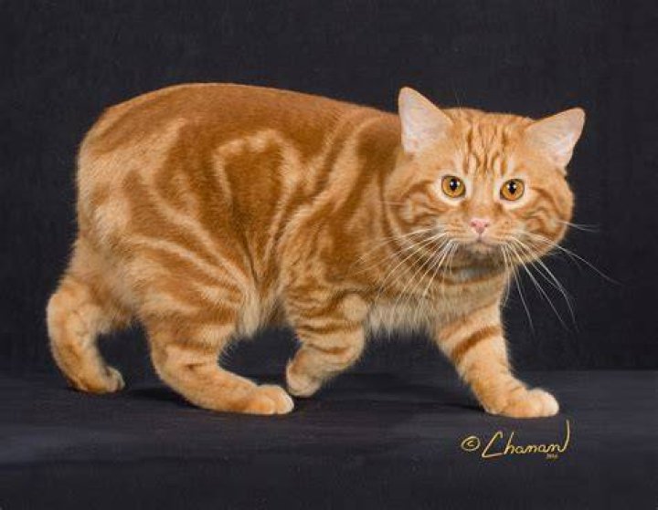 Adorable Manx Kitten Born With Defect; Learning To Love Life