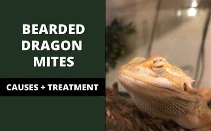 Bearded Dragon Mites Pics + Treatment Reptile Maniac