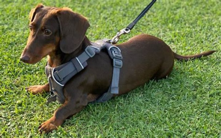 Best Dachshund Harness Options For Safe and Comfortable Walks