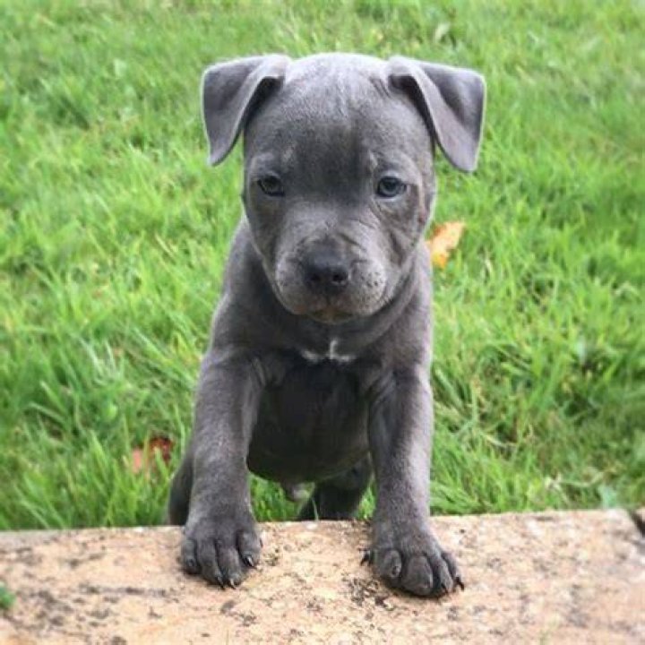 Blue Staffy Pup Male 9 Weeks Old in Welwyn Garden City, Hertfordshire