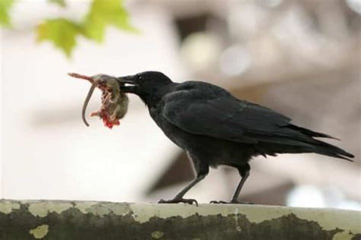 Do Crows Eat Chipmunks? Do They Attack Or Kill Them?
