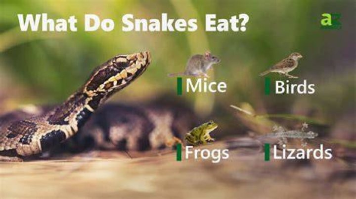 Do Snakes Attack and Eat Rabbits? VetApproved Safety Information Pet