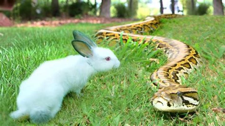 Do Snakes Eat Rabbits? Rabbit Insider
