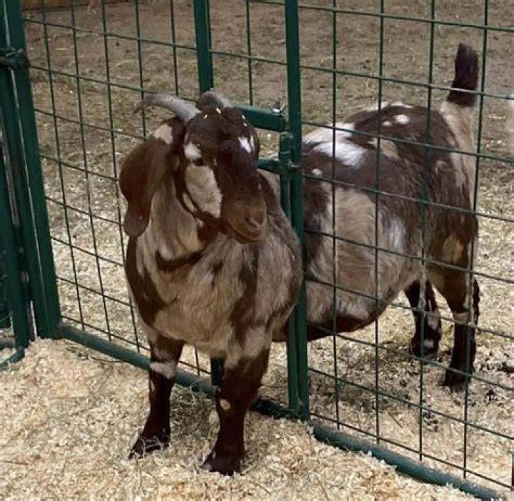 Meet ‘Jeopardy! GOAT' Winner Ken Jennings’ Beautiful Wife Mindy and
