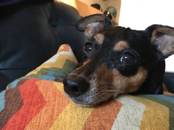 Min Pin Mix, Min Pin Dogs, Rottweiler Mix, Miniature Pinscher, Jack