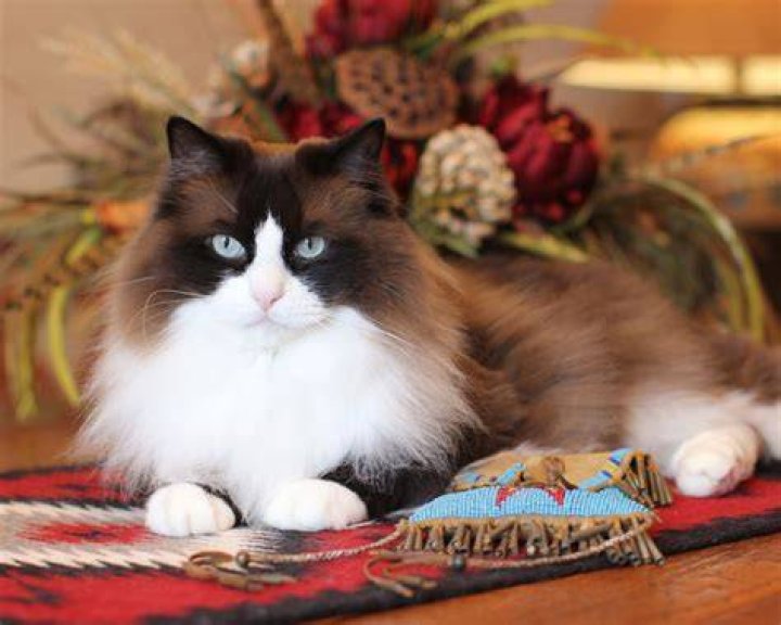 Mingo Ragdoll of the Week, a Seal Mink Bicolor Ragdoll Cat