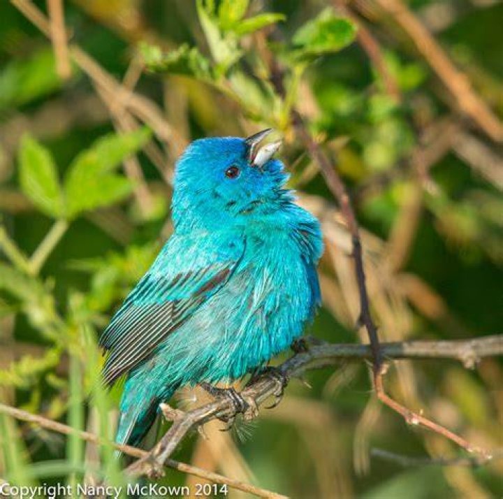 Photographing Indigo Buntings and The Illusion of Seeing Blue