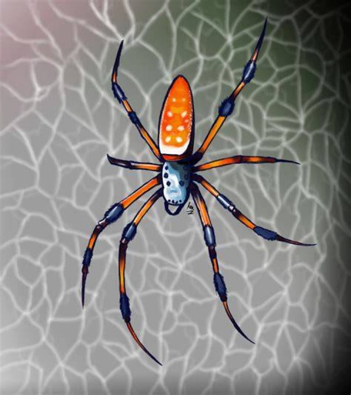 spider by CamilleSophie on DeviantArt