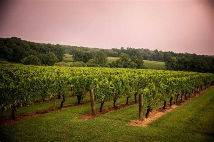 stephanie mcduffie Controller SHELTON VINEYARDS, INC. LinkedIn