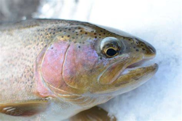 Tasmanian Couple Trout Video Reddit
