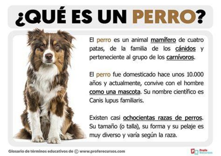 Todo sobre el perro Perro Crestado Chino Precios, tipos, car&aacute;cter