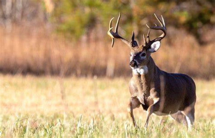 Who Is Buck On '911'? Oliver Stark Gets At The Heart Of The Hotshot